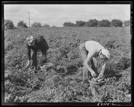 Untitled photo, possibly related to: Albion, New York (vicinity). So urgent was the need for immediate farm labor that even before the Friends had moved in, they were working in the fields of David Nesbitt