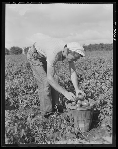 Albion, New York (vicinity). So urgent was the need for immediate farm labor that even before the Friends had moved in, they were working in the fields of David Nesbitt