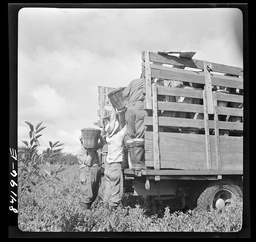 Albion, New York (vicinity). Harvesting tomatoes on Nesbitt's farm