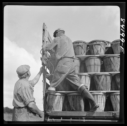 Untitled photo, possibly related to: Albion, New York (vicinity). Harvesting tomatoes on Nesbitt's farm