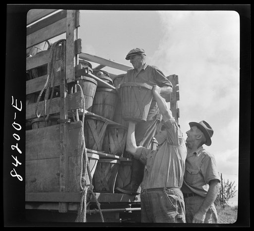 Untitled photo, possibly related to: Albion, New York (vicinity). Harvesting tomatoes on Nesbitt's farm