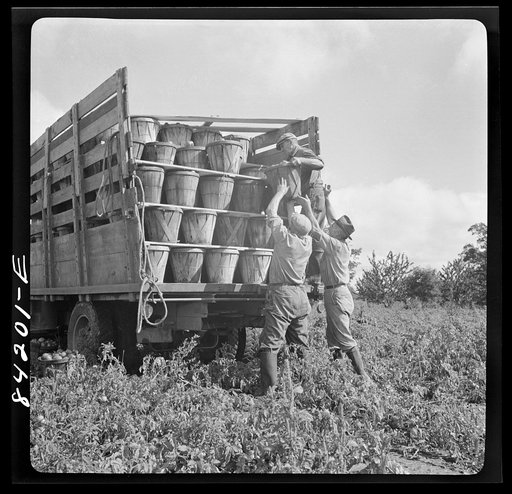 Albion, New York (vicinity). Harvesting tomatoes on Nesbitt's farm