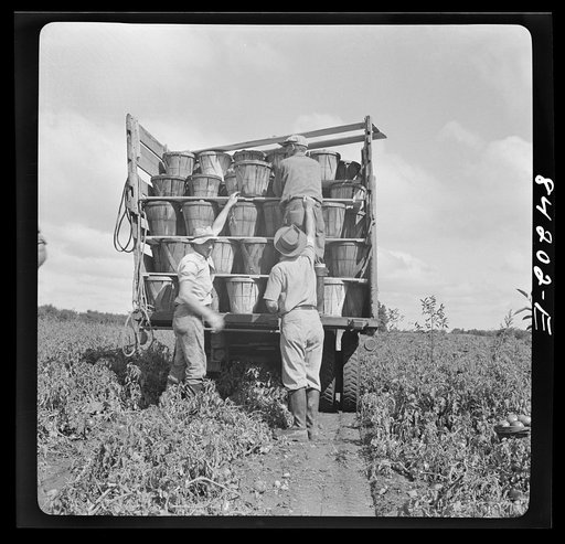 Untitled photo, possibly related to: Albion, New York (vicinity). Harvesting tomatoes on Nesbitt's farm
