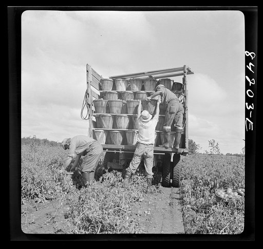 Untitled photo, possibly related to: Albion, New York (vicinity). Harvesting tomatoes on Nesbitt's farm