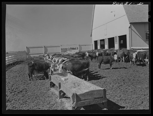 Feeding and fattening hereford cattle on a Witwer farm. Mr. Witwer owns several large dairy and cattle farms, and a chain of grocery stores. Near Cedar Rapids, Iowa