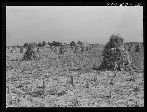 Cornfield on farm near Dayton, Ohio