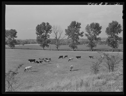 Dairy cows in pasture on farm near Dayton, Ohio