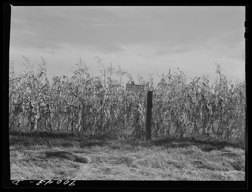 Hybrid corn in field near Dayton, Ohio