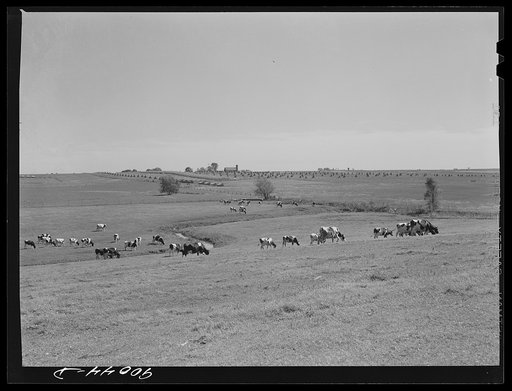 A Witwer dairy and cattle farm. Mr. Witwer also owns a chain of grocery stores. Near Cedar Rapids, Iowa