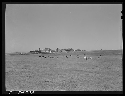A Witwer dairy and cattle farm. Mr. Witwer also owns a chain of grocery stores. Near Cedar Rapids, Iowa