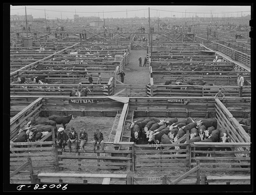 Cattle in pens at Union Stockyards before auction sale. Omaha, Nebraska