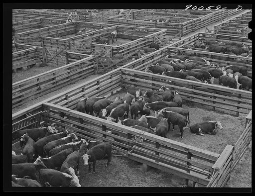 Cattle in pens at Union Stockyards before auction sale. Omaha, Nebraska