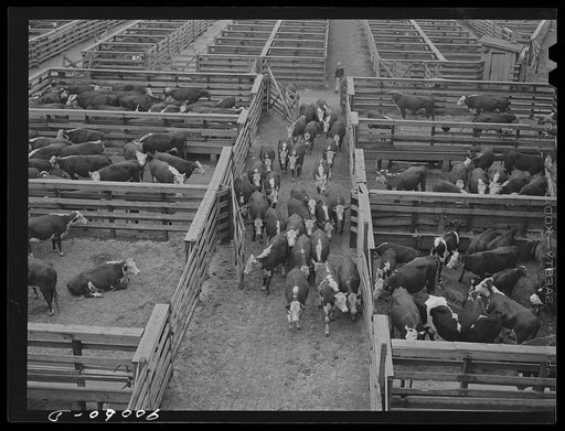 Cattle in pens at Union Stockyards before auction sale. Omaha, Nebraska