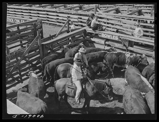 Cattle being inspected by commission men and buyers before auction sale. Union Stockyards, Omaha, Nebraska