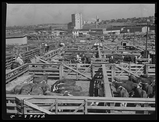 Cattle in pens at Union Stockyards before auction sale. Omaha, Nebraska