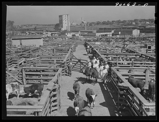Untitled photo, possibly related to: Cattle in pens at Union Stockyards before auction sale. Omaha, Nebraska