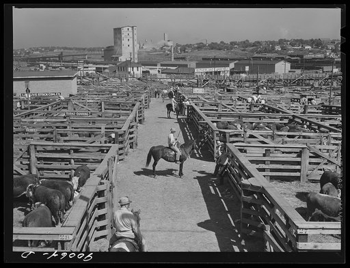 Untitled photo, possibly related to: Cattle in pens at Union Stockyards before auction sale. Omaha, Nebraska