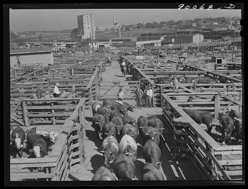 Cattle in pens at Union Stockyards before auction sale. Omaha, Nebraska