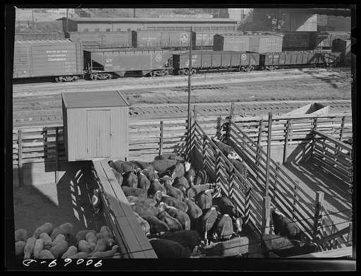 Cattle in loading pens, ready to be shipped in freight cars. After auction sale, Union Stockyards, Omaha, Nebraska
