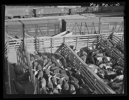 Cattle in loading pen to be shipped in freight cars, after auction sale at Union Stockyards, South Omaha, Nebraska
