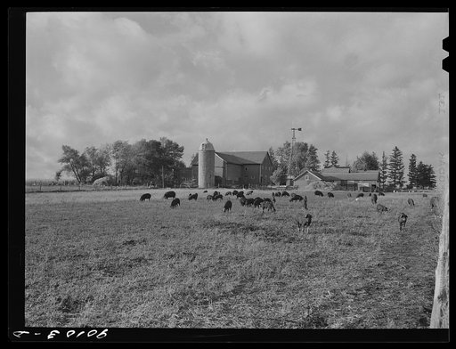Berkshire hogs on dairy farm near Waterloo, Nebraska