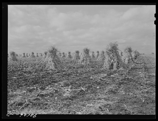 Corn on dairy farm near Waterloo, Iowa