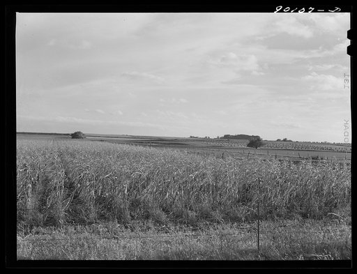 Corn on dairy farm near Waterloo, Iowa