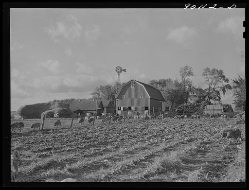 Dairy farm, near Waterloo, Iowa