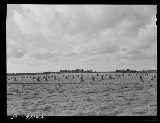 Corn on dairy farm near Waterloo, Iowa