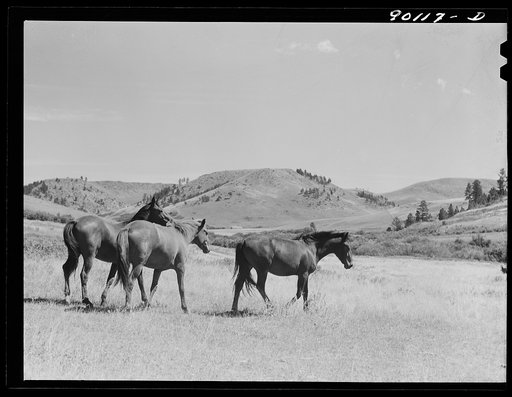 Horses on range in Indian Creek. Crow Reservation, Wolf Mountains, Montana