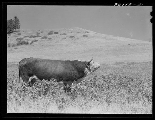 Range bull on grazing land in Indian Creek on Crow Reservation. Wolf Mountains, Montana, near Wyola