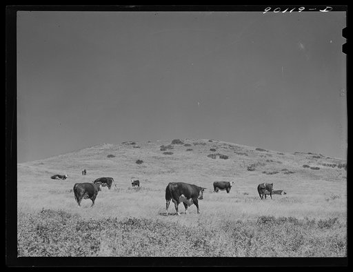 Untitled photo, possibly related to: Range bull on grazing land in Indian Creek on Crow Reservation. Wolf Mountains, Montana, near Wyola