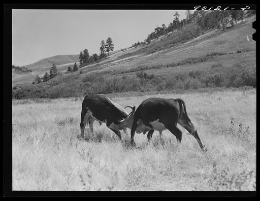 Range bull on grazing land in Indian Creek on Crow Reservation. Wolf Mountains, Montana, near Wyola