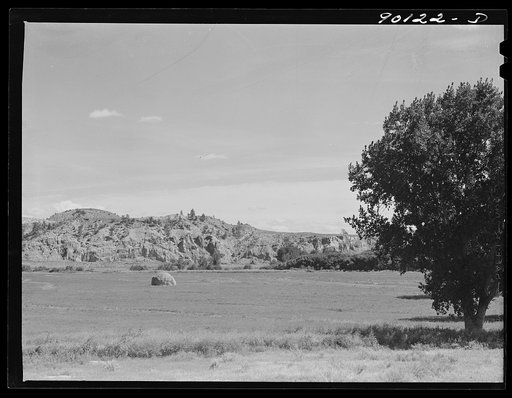 Hayfield near Birney, Montana