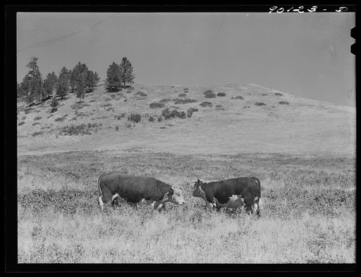 Range bull on grazing land in Indian Creek on Crow Reservation. Wolf Mountains, Montana, near Wyola