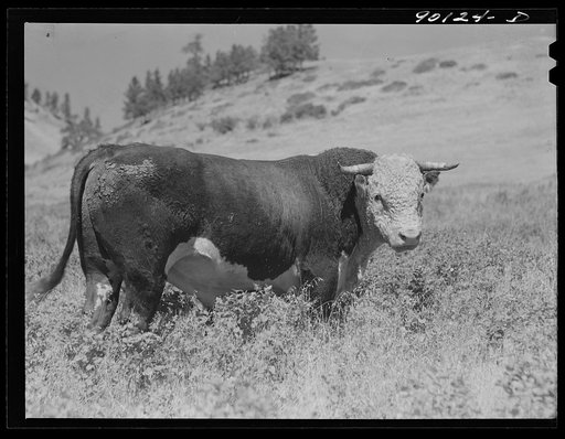 Range bull on grazing land in Indian Creek on Crow Reservation. Wolf Mountains, Montana, near Wyola