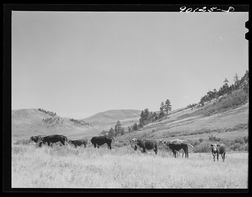 Untitled photo, possibly related to: Range bull on grazing land in Indian Creek on Crow Reservation. Wolf Mountains, Montana, near Wyola