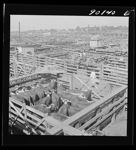 Untitled photo, possibly related to: Cattle in pens at Union Stockyards before auction sale. Omaha, Nebraska