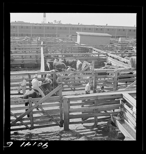 Untitled photo, possibly related to: Cattle being inspected by commission men and buyers before auction sale. Union Stockyards, Omaha, Nebraska