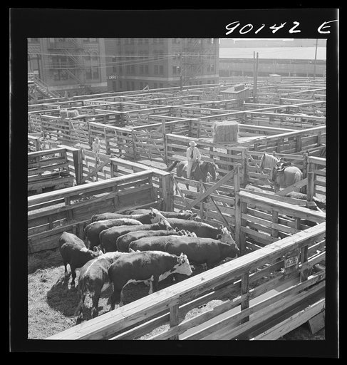 Untitled photo, possibly related to: Cattle in pens at Union Stockyards before auction sale. Omaha, Nebraska