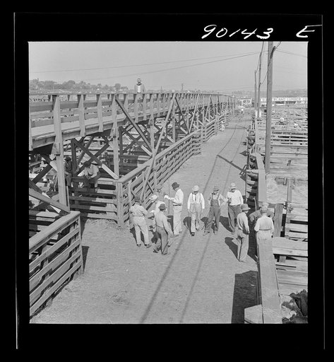 Untitled photo, possibly related to: Cattle in pens at Union Stockyards before auction sale. Omaha, Nebraska