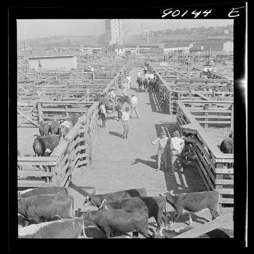 Untitled photo, possibly related to: Cattle in pens at Union Stockyards before auction sale. Omaha, Nebraska