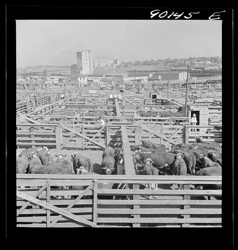 Untitled photo, possibly related to: Cattle in pens at Union Stockyards before auction sale. Omaha, Nebraska