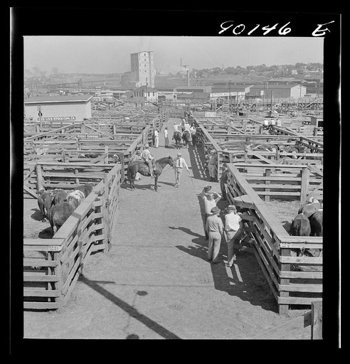 Untitled photo, possibly related to: Cattle in pens at Union Stockyards before auction sale. Omaha, Nebraska