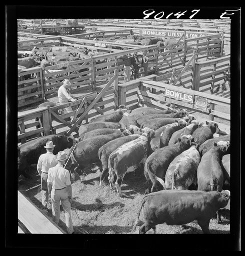 Cattle being inspected by commission men and buyers before auction sale. Union Stockyards, Omaha, Nebraska