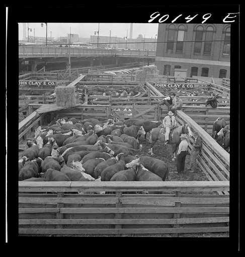 Untitled photo, possibly related to: Cattle being inspected by commission men and buyers before auction sale. Union Stockyards, Omaha, Nebraska