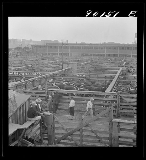 Untitled photo, possibly related to: Cattle being inspected by commission men and buyers before auction sale. Union Stockyards, Omaha, Nebraska