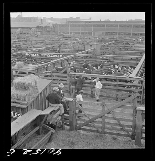 Untitled photo, possibly related to: Cattle being inspected by commission men and buyers before auction sale. Union Stockyards, Omaha, Nebraska