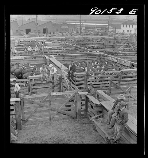 Untitled photo, possibly related to: Cattle being inspected by commission men and buyers before auction sale. Union Stockyards, Omaha, Nebraska