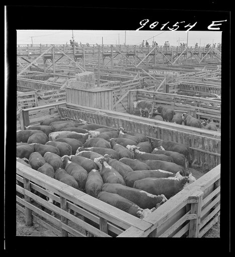 Untitled photo, possibly related to: Cattle being inspected by commission men and buyers before auction sale. Union Stockyards, Omaha, Nebraska